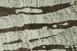 Polished Precambrian Stromatolite Slab - Siberia #227209-1